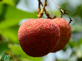 掛綠荔枝為什么那么貴？為什么掛綠荔枝這么貴？