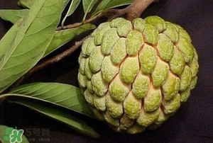 釋迦果怎樣催熟？釋迦果怎么判斷熟沒熟？
