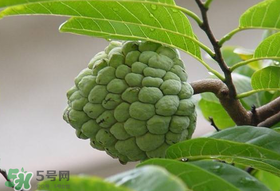 釋迦果怎么保存？釋迦怎么保存時間長？