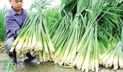 茭白什么時(shí)候上市？茭白什么季節(jié)有