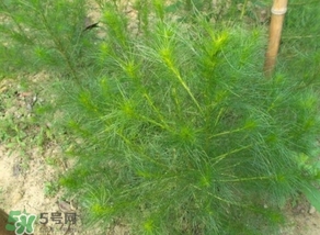 豬毛菜怎么做好吃？豬毛菜怎么吃好吃