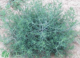 豬毛菜怎么做好吃？豬毛菜怎么吃好吃