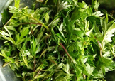 艾葉是什么植物？艾葉和艾草是一回事嗎？