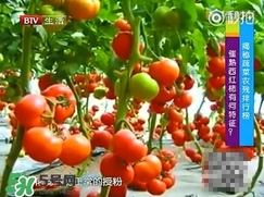 如何分辨催熟西紅柿？西紅柿怎么去除農藥殘渣？