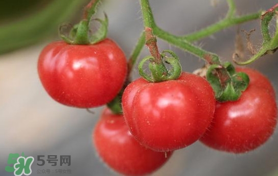 催熟的西紅柿能吃嗎？催熟西紅柿的危害