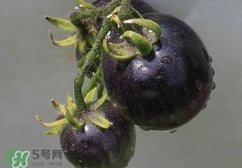 黑番茄能生吃嗎？黑番茄可以生吃嗎