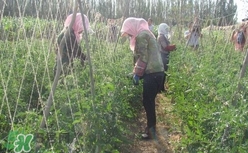黑番茄怎么種植？黑番茄種植技術(shù)