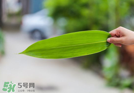粽葉有幾種？粽葉哪種好？
