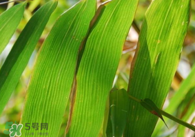 粽子葉要泡多久？粽子葉怎么泡？