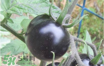 黑番茄怎么種植？黑番茄種植技術(shù)
