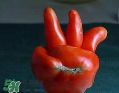 西紅柿不能和什么一起吃？西紅柿與哪些食物相克