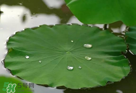 粽葉可以用什么代替？粽子葉可以用什么代替？