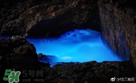 浙江多地驚現(xiàn)藍眼淚現(xiàn)象 藍眼淚是什么？