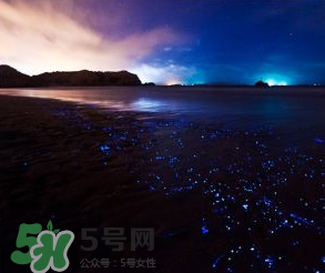 浙江多地驚現(xiàn)藍眼淚現(xiàn)象 藍眼淚是什么？