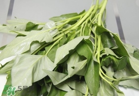 空心菜可以放冰箱嗎？空心菜能在冰箱放幾天