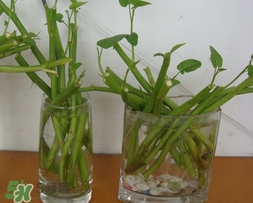 空心菜可以水養(yǎng)嗎？空心菜可以種在水里嗎