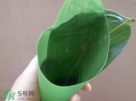 粽葉是什么植物的葉子？粽子葉是什么葉子？