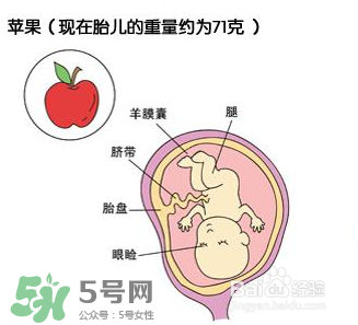 懷孕四個(gè)月需要做什么檢查？懷孕四個(gè)月胎兒圖