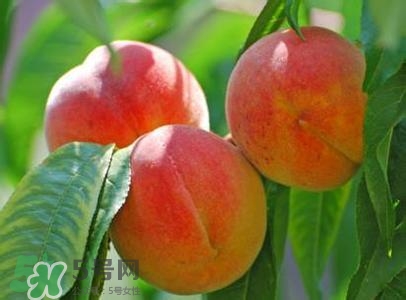 孕婦能吃桃子嗎？孕婦吃桃子對胎兒好嗎？
