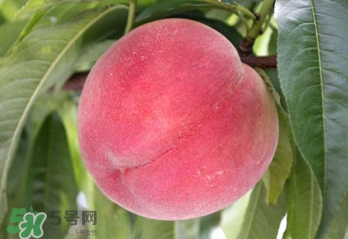 桃子的種類有哪些？哪種桃子最好吃？