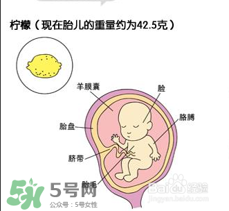 懷孕四個(gè)月需要做什么檢查？懷孕四個(gè)月胎兒圖
