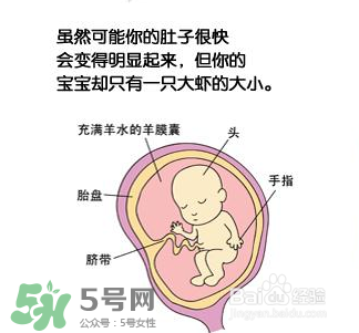 懷孕四個(gè)月需要做什么檢查？懷孕四個(gè)月胎兒圖