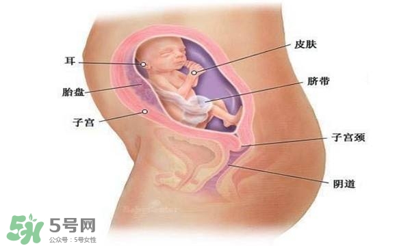 懷孕四個(gè)月需要做什么檢查？懷孕四個(gè)月胎兒圖