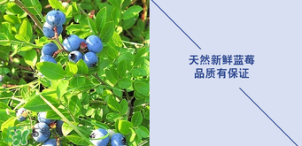悠蜜藍(lán)莓利口酒保質(zhì)期是多久？悠蜜藍(lán)莓利口酒保質(zhì)期是幾年？