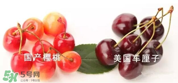 櫻桃和車厘子有什么區(qū)別？櫻桃和車厘子哪個貴？
