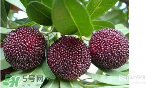楊梅怎么吃好吃？楊梅怎么吃不酸？