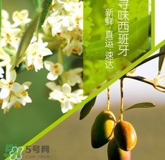 橄欖油可以去黑頭嗎？橄欖油怎么去黑頭？