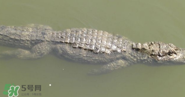 鱷魚是魚嗎？鱷魚是浮在水面上嗎？