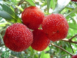 楊梅吃多了會(huì)上火嗎？楊梅吃多了會(huì)胖嗎？