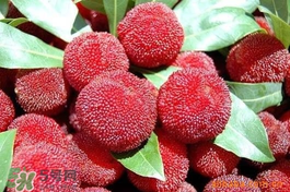 楊梅吃多了會(huì)上火嗎？楊梅吃多了會(huì)胖嗎？