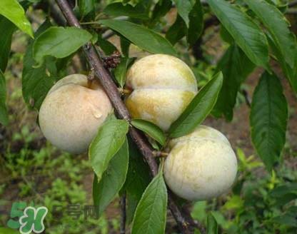 南華李什么時候成熟？南華李和三華李的區(qū)別