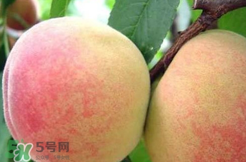 陽山水蜜桃?guī)自路萆鲜?？陽山水蜜桃上市時間