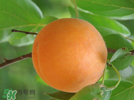 杏子不能和什么一起吃？杏子和什么不能同吃？
