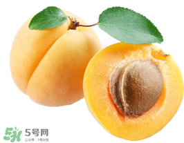 杏子幾月成熟？杏子什么時候成熟？