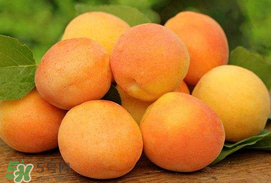 杏子一天吃幾個(gè)？杏子一次可以吃多少？