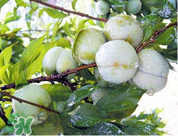 南華李什么時候成熟？南華李和三華李的區(qū)別