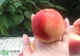 毛桃怎么保存？毛桃可以放冰箱？