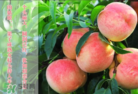 毛桃和西瓜能一起吃嗎？毛桃和西瓜能同時(shí)吃嗎？