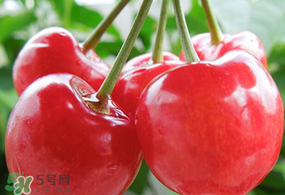 杏和櫻桃能一起吃嗎?杏能和櫻桃一起吃嗎？