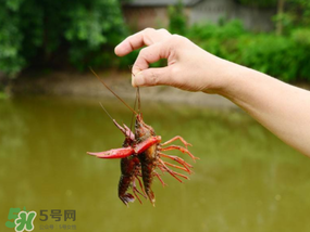 釣龍蝦用什么肉？釣龍蝦用什么肉是最厲害的？
