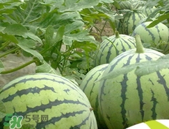 西瓜子是白色的能吃嗎？西瓜籽是白色的能不能吃