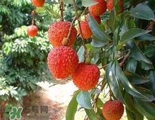 荔枝和龍眼哪個(gè)更上火？荔枝和龍眼味道差不多