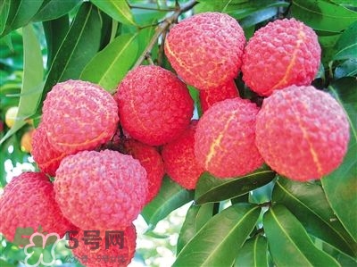 荔枝是幾月份的水果？荔枝是上火的嗎？