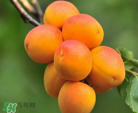 新鮮杏子可以放冰箱嗎？新鮮杏子怎么保存？
