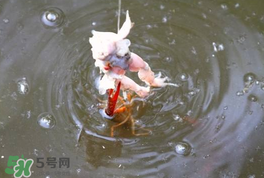 釣小龍蝦用什么餌？釣小龍蝦用什么誘餌最好？