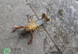 釣小龍蝦用什么餌？釣小龍蝦用什么誘餌最好？